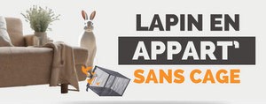 Lapin Sans Cage en Appartement