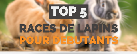 Les 5 Meilleures Races de Lapins pour Débutants : Guide Complet