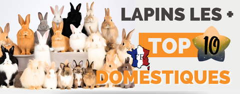 TOP 10 Races Lapin domestiques