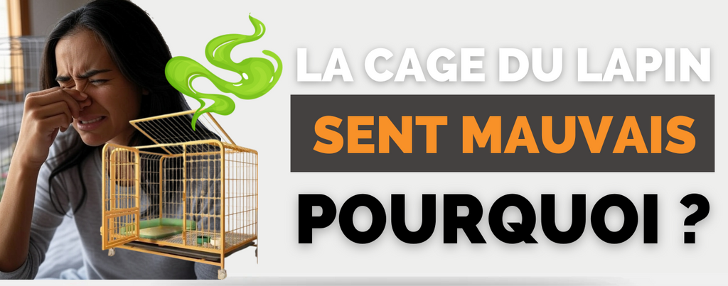 Pourquoi la Cage de Mon Lapin Sent Mauvais ?