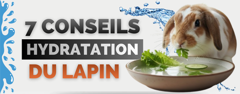 comment hydrater un lapin