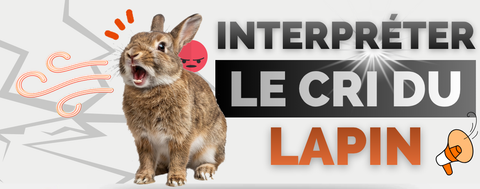 cri lapin