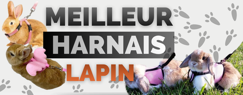meilleur harnais lapin