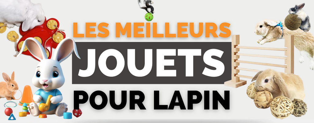 Quels Jouets pour Lapin : Guide Complet