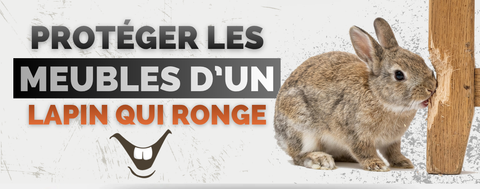 proteger meubles contre lapin