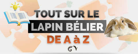 tout sur le lapin bélier