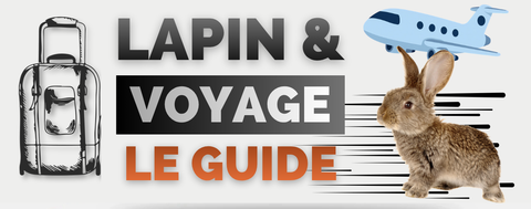 voyage lapin guide