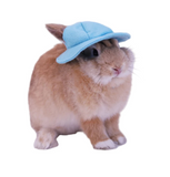 Casquette Lapin