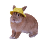 Casquette Pour Lapin