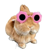 Lunettes Soleil Lapin