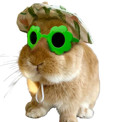 Lunettes Soleil pour Lapin